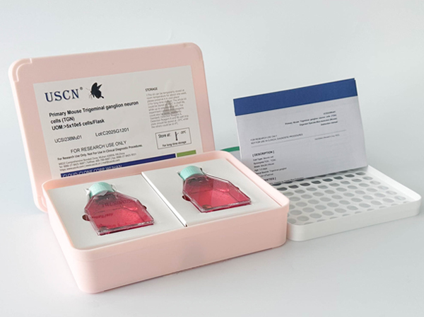 大鼠骨髓單核細(xì)胞(BMMC)原代細(xì)胞